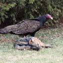 Turkey Vulture