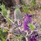 Leavenworth's eryngo