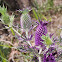 Leavenworth's eryngo