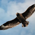 Great Skua