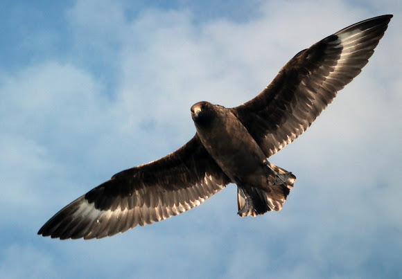 Spotting Image 1
