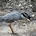 Yellow-crowned Night Heron