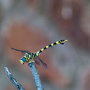 Common Tigertail
