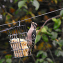 Downy Woodpecker