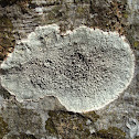 Lichen