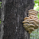 Northern Tooth Fungus