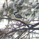 Black-capped Chickadee
