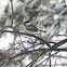 Black-capped Chickadee