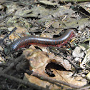 Millipede