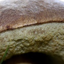 Bay Bolete