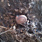 o caracol de Quimper