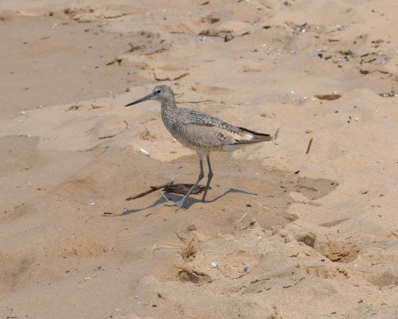 Spotting Image 1