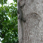 mangrove or Pacific monitor lizard