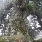Cork Oak