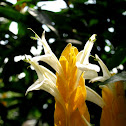 Lollipop Plant