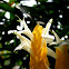 Lollipop Plant