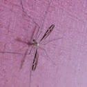 Crane Fly