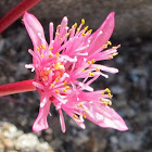 Haemanthus barkerae