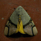 Noctuid moth