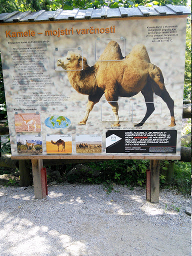 Kamela v živalskem vrtu