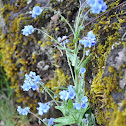 Flor