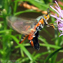 Squash Vine Borer Moth