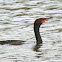 Double-Crested Cormorant