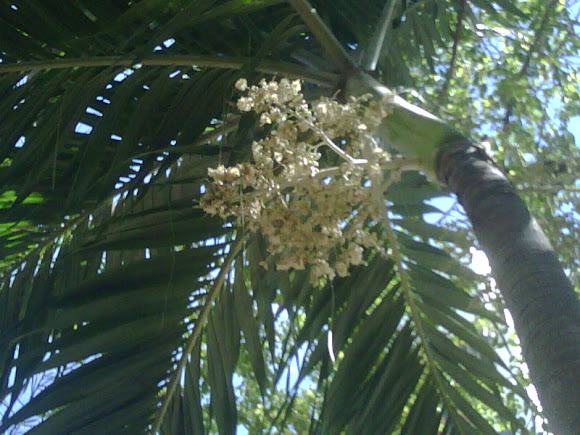 Spotting Image 1