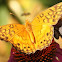 Variegated Fritillary Butterfly