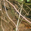 Northern Black Racer