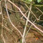 Northern Black Racer