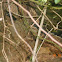 Northern Black Racer
