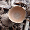 Acorn cupule