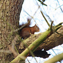 Eekhoorn (Squirrel)