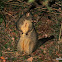 Australian Brush-tailed Possum