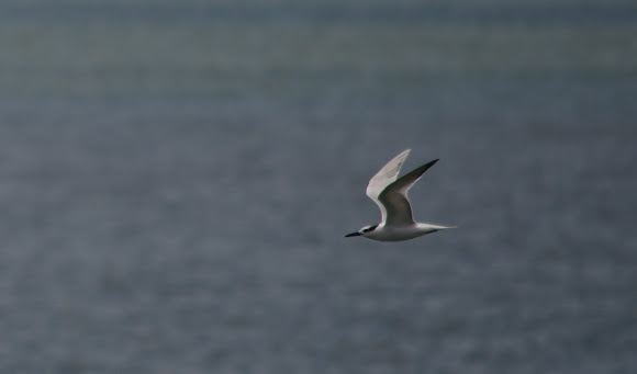 Spotting Image 1