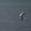 Sandwich Tern