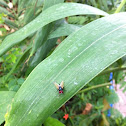 fly