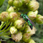 Cuckoo wasp