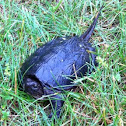 Snapping turtle
