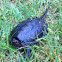 Snapping turtle