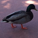 Mallard