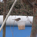 WHITE CROWNED SPARROW