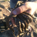 Northern water snake