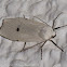 White Tiger Moth