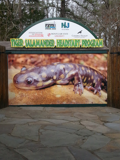 Tiger Salamander Head Start Program
