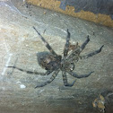 Fishing Spider