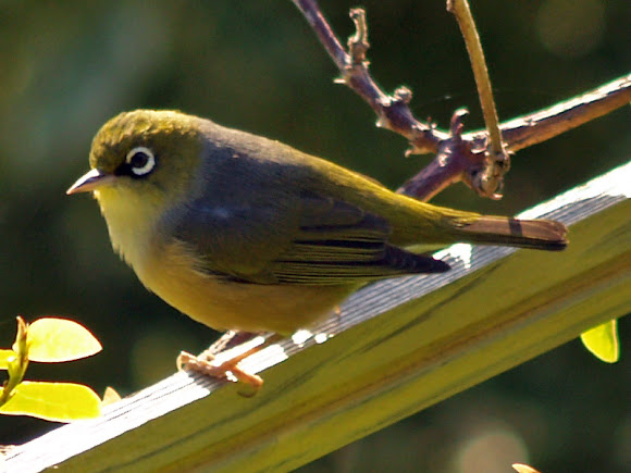 Spotting Image 1