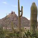 Saguaro cactus