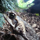 cane toad